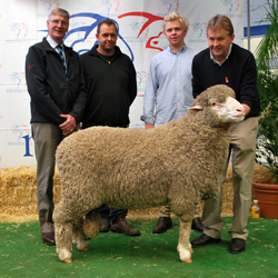 2013 Adelaide Ram Sale - Moorundie Poll Merinos