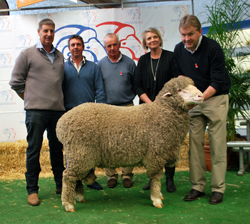 2013 Adelaide Ram Sale - Moorundie Poll Merinos